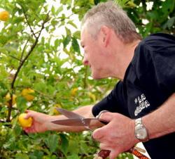 Picking Mediterranean Lemons