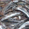 Fresh Anchovy Fillets