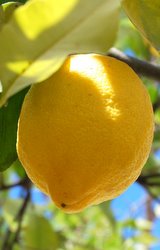 Mediterranean Lemons