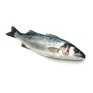 Silvery Sea Bass