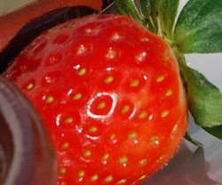 Delicious Fresh Mediterranean Strawberry