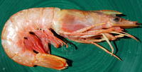 Mediterranean Langostino